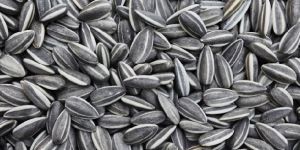 Sunflower Seeds