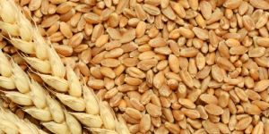 Wheat