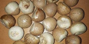 Betel Nuts