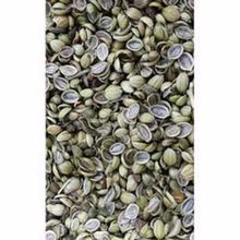 Eagle Split Seed Coriander