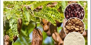 Tamarind Seed Powder