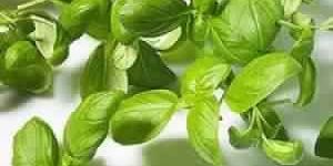 Basil Oil Certified Organic