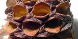 Boronia Absolute Oil