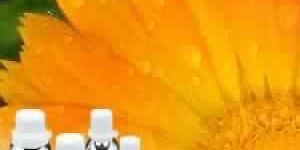 Calendula Absolute Oil