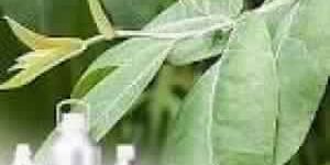 Eucalyptus Oil