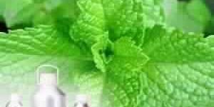 Menthol Oil