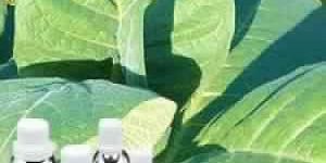 Tobacco Absolute Oil