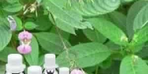 Tolu Balsam Absolute Extra Oil