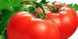 Tomato Leaf Absolute Oil