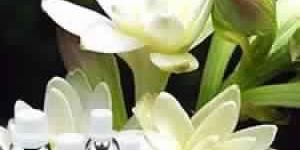 Tube Rose Absolute Oil