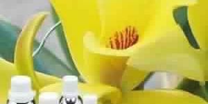 Vanilla Absolute Oil