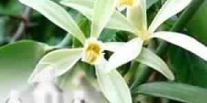 Vanilla Essential Oil