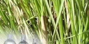 Vetiver Oil
