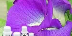 Violet Leaf Absolute Oil
