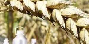 Wheatgerm Carrier Oil