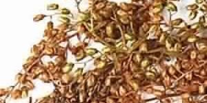 Wormwood Oil