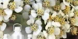 Yarrow Essential Oil