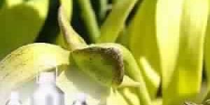 Ylang Ylang Essential Oil