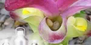 Zedoaria Essential Oil