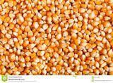 Corn Seeds
