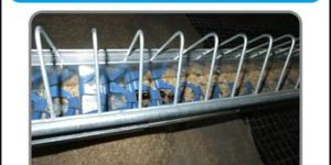 Broiler Chain Feeding System
