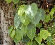 Ficus Religiosa Bodhi Tree Pippala Peepul Peepal