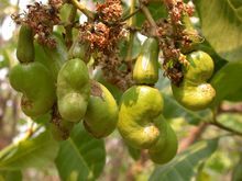 Kaju Fruits Tree Seed