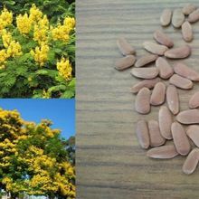 Peela Gulmohar Peltophorum Pterocarpum Tree Seed