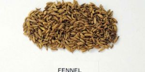 Organic Sweet Fennel Seed