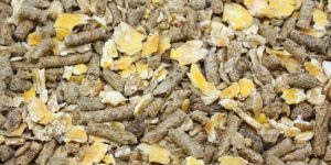 Animal Feed Raw Material