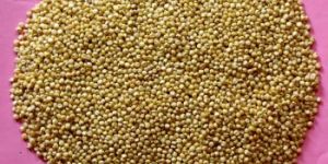 Jowar Millet