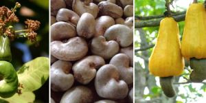 Raw Cashew Nut