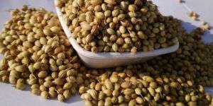 Scooter Coriander Seeds