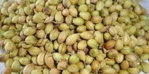 Coriander Seed