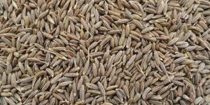 Dried Cumin Seed