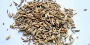 Fennel Seed