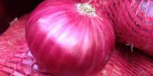 Fresh Red Onion