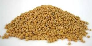Natural Yellow Mustard Seed