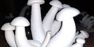 S.V.Natural milky mushrooms