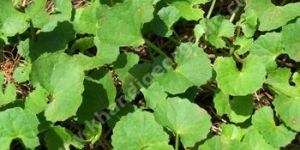 Centella Extract