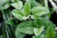 Peppermint Essential Oil