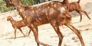 SIROHI FARMING GOAT
