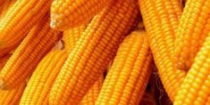 Yellow Maize Corn