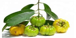 Pure Herbal Garcinia Cambogia Extract
