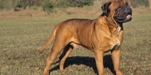 Bullmastiff Dog