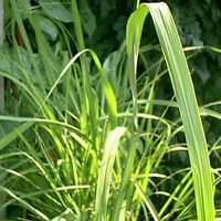 Lemongrass Plants