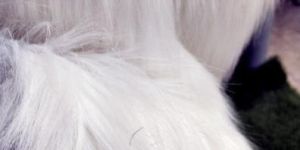 White Long Pile Fur Fabric