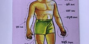 MDF Puzzle Human Body