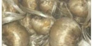 Kashmiri Saffron Seeds