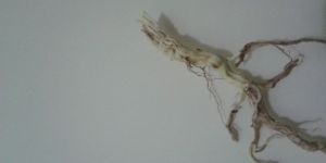 Ashwagandha Products